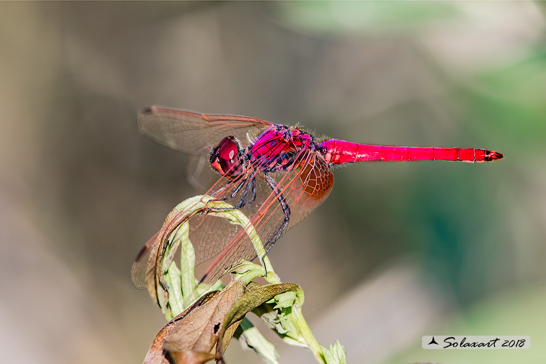 Trithemis kirbyi - Obelisco purpureo (maschio) -  Orange-winged dropwing (male)