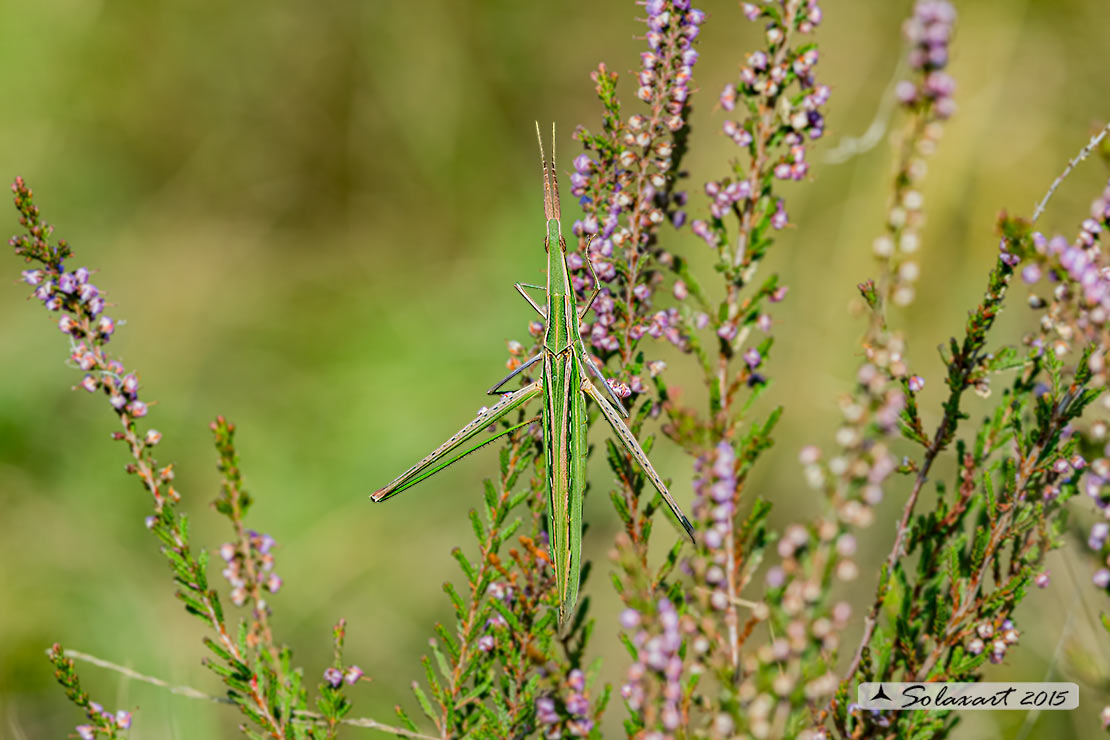 Acrida ungarica mediterranea