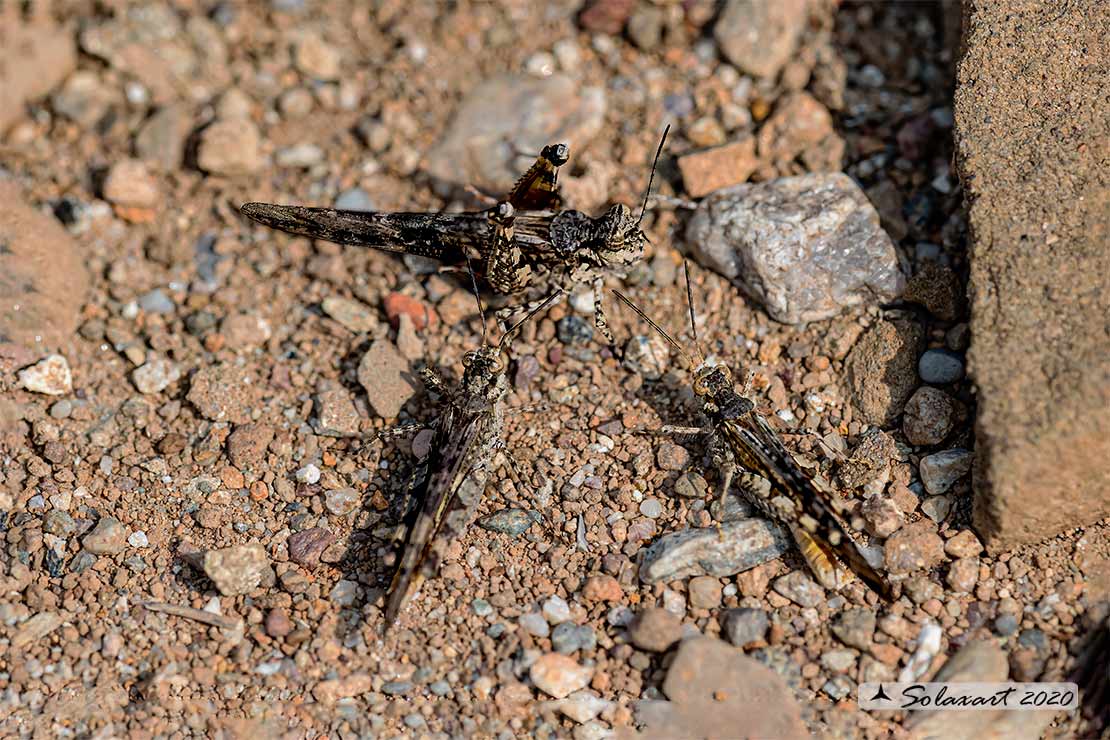 Acrotylus patruelis - Slender burrowing grasshopper brunneus 