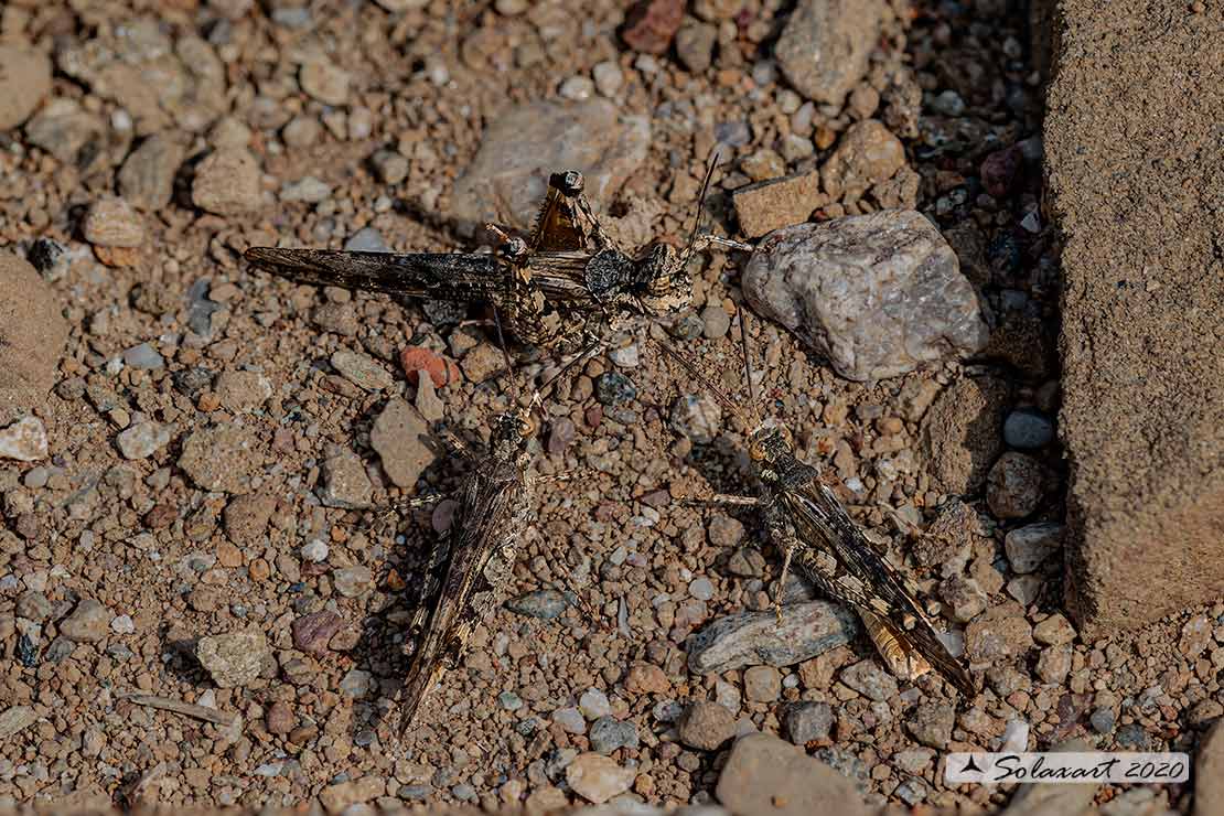 Acrotylus patruelis - Slender burrowing grasshopper brunneus 