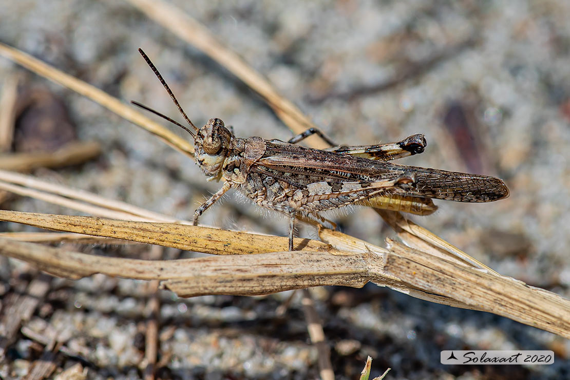 Acrotylus patruelis - Slender burrowing grasshopper brunneus 