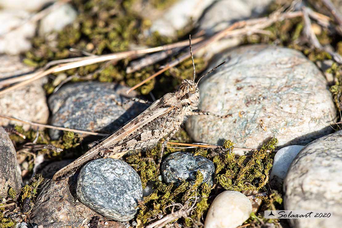 Acrotylus patruelis - Slender burrowing grasshopper brunneus 