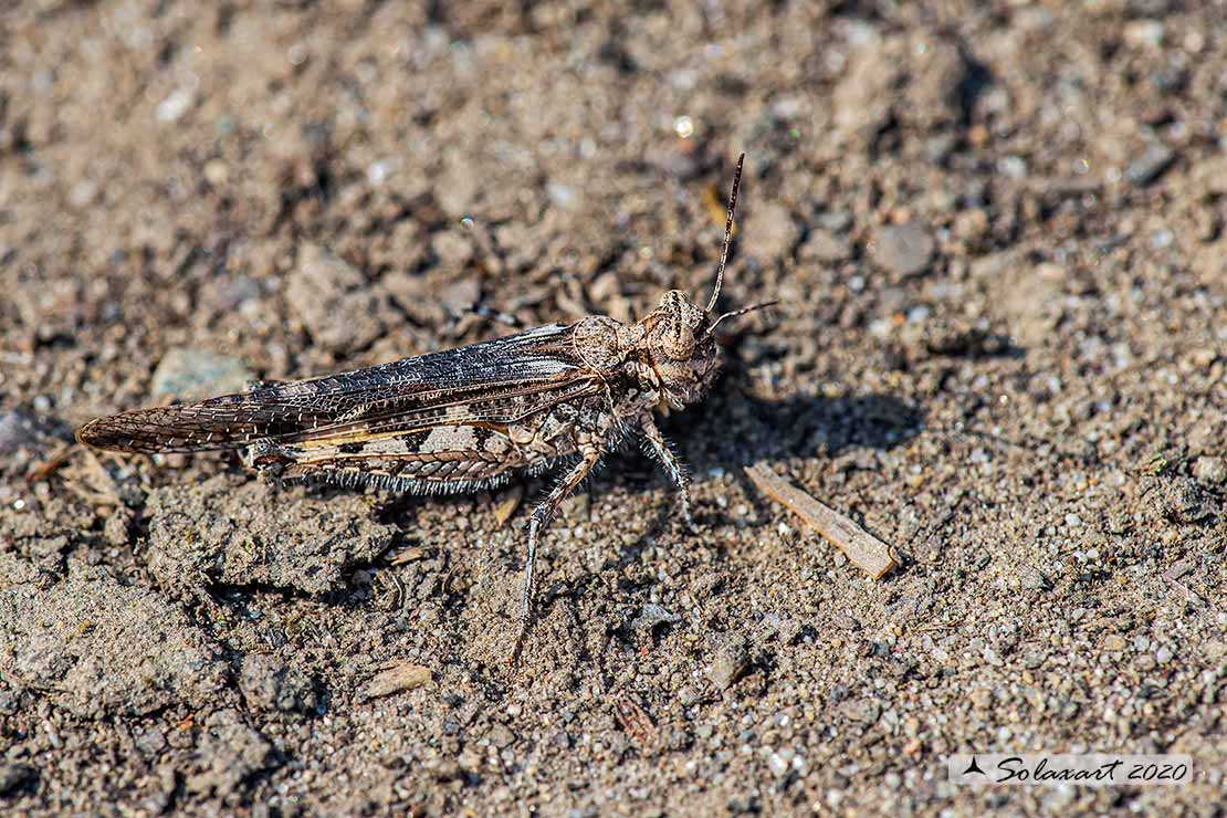 Acrotylus patruelis - Slender burrowing grasshopper brunneus 