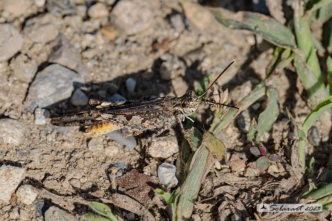 Acrotylus patruelis - Slender burrowing grasshopper brunneus 