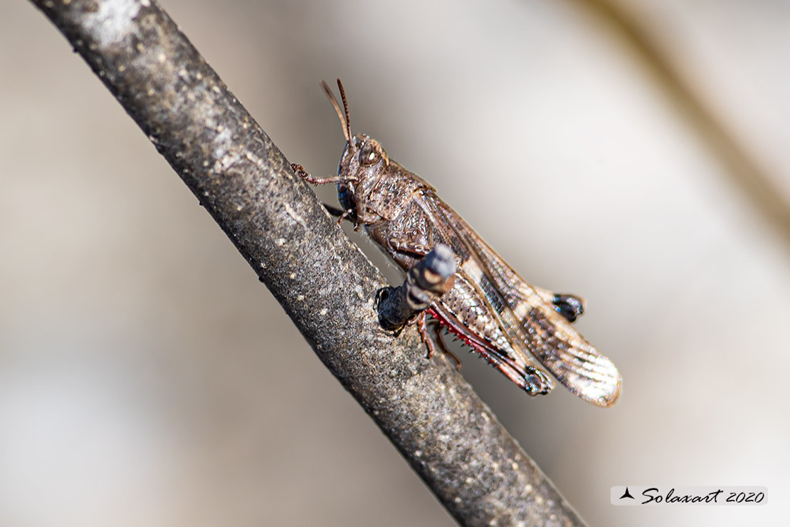 Aiolopus strepens