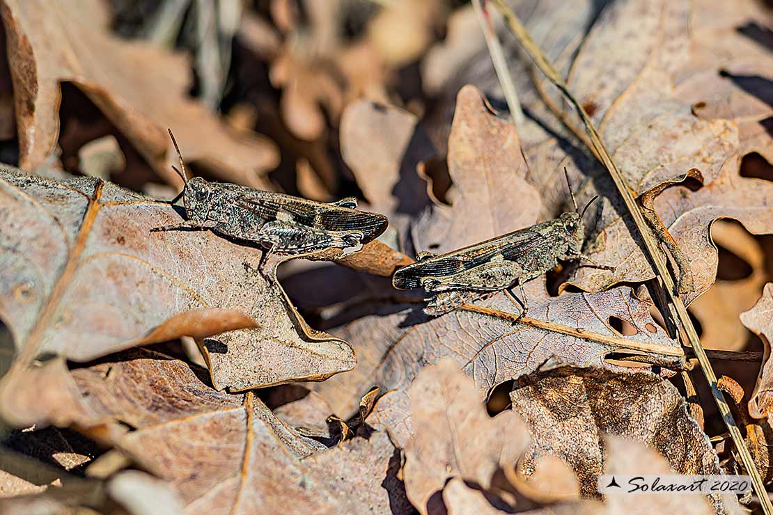 Aiolopus strepens