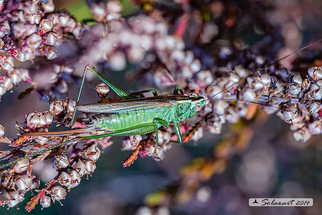 Anisoptera fusca