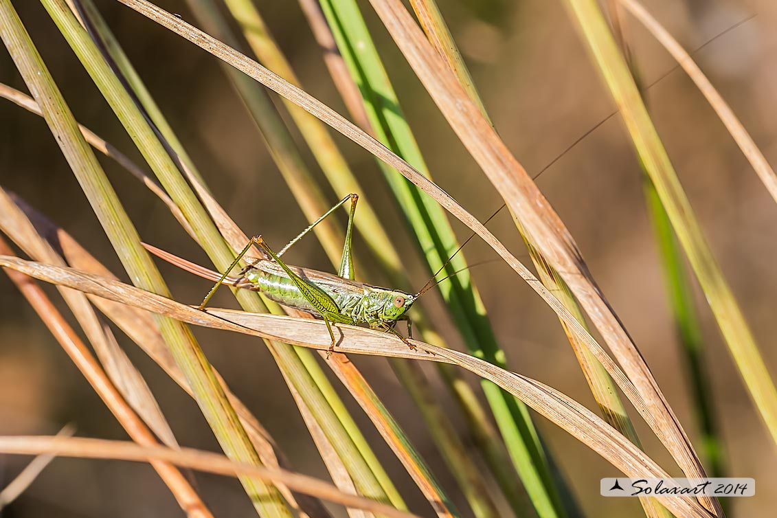 Anisoptera fusca