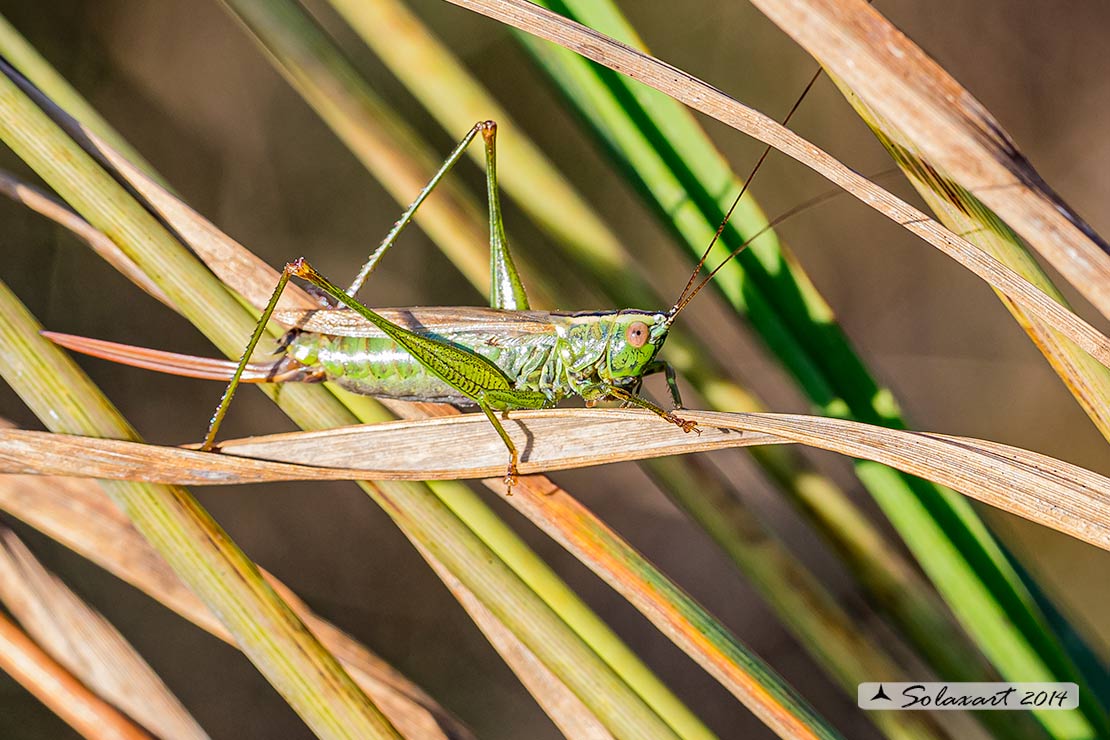 Anisoptera fusca