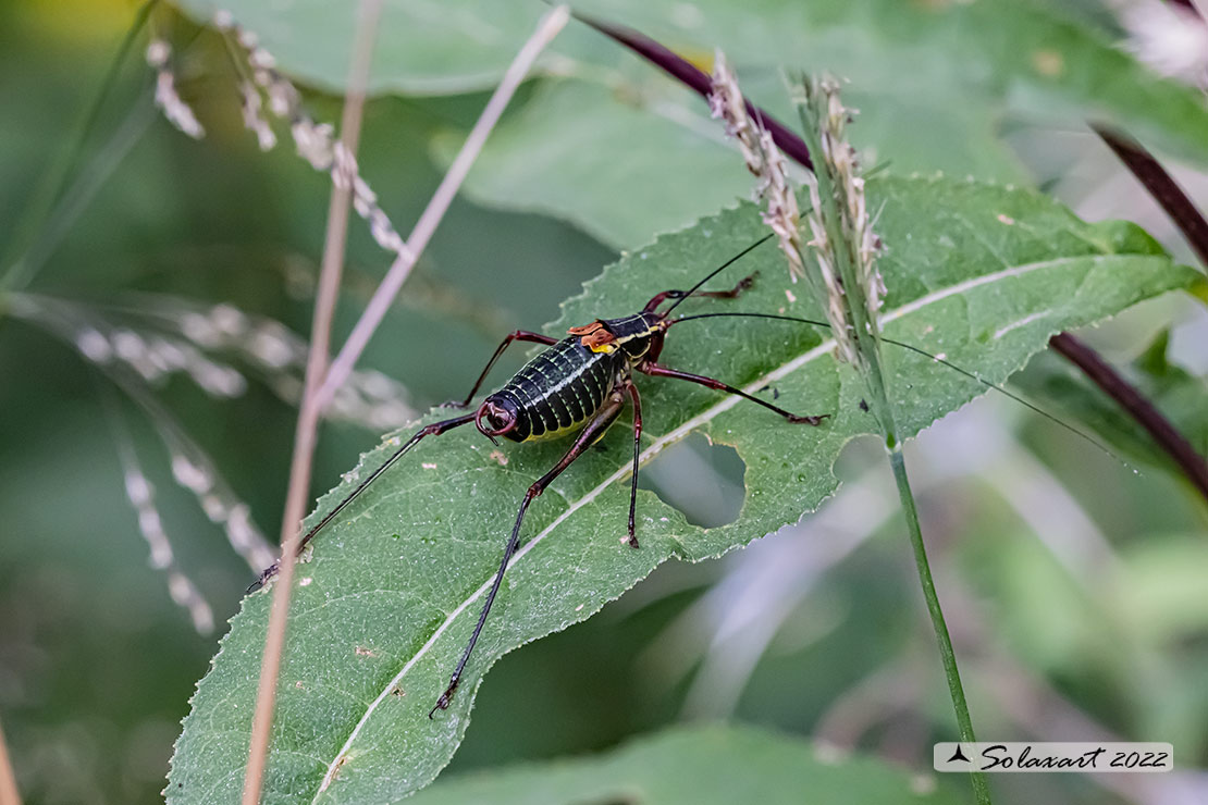 Barbitistes alpinus