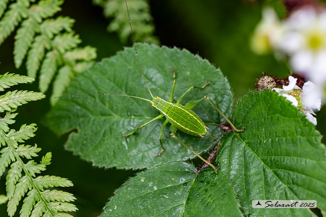 Barbitistes constrictus