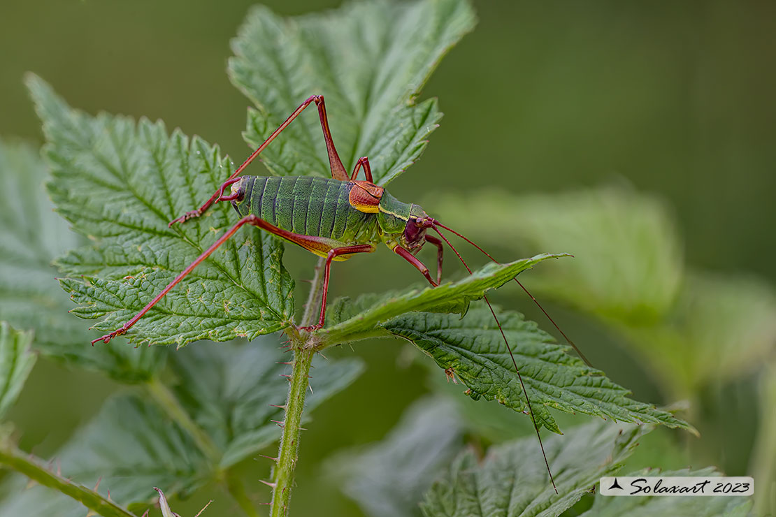 Barbitistes serricauda