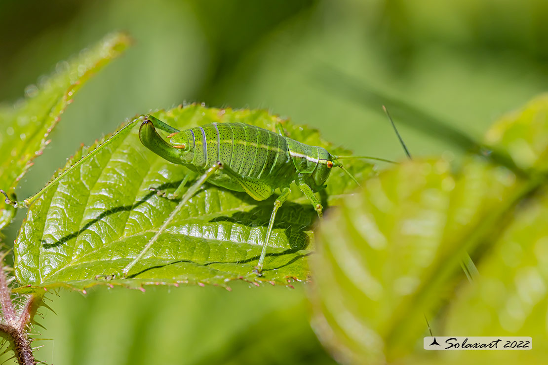 Barbitistes serricauda