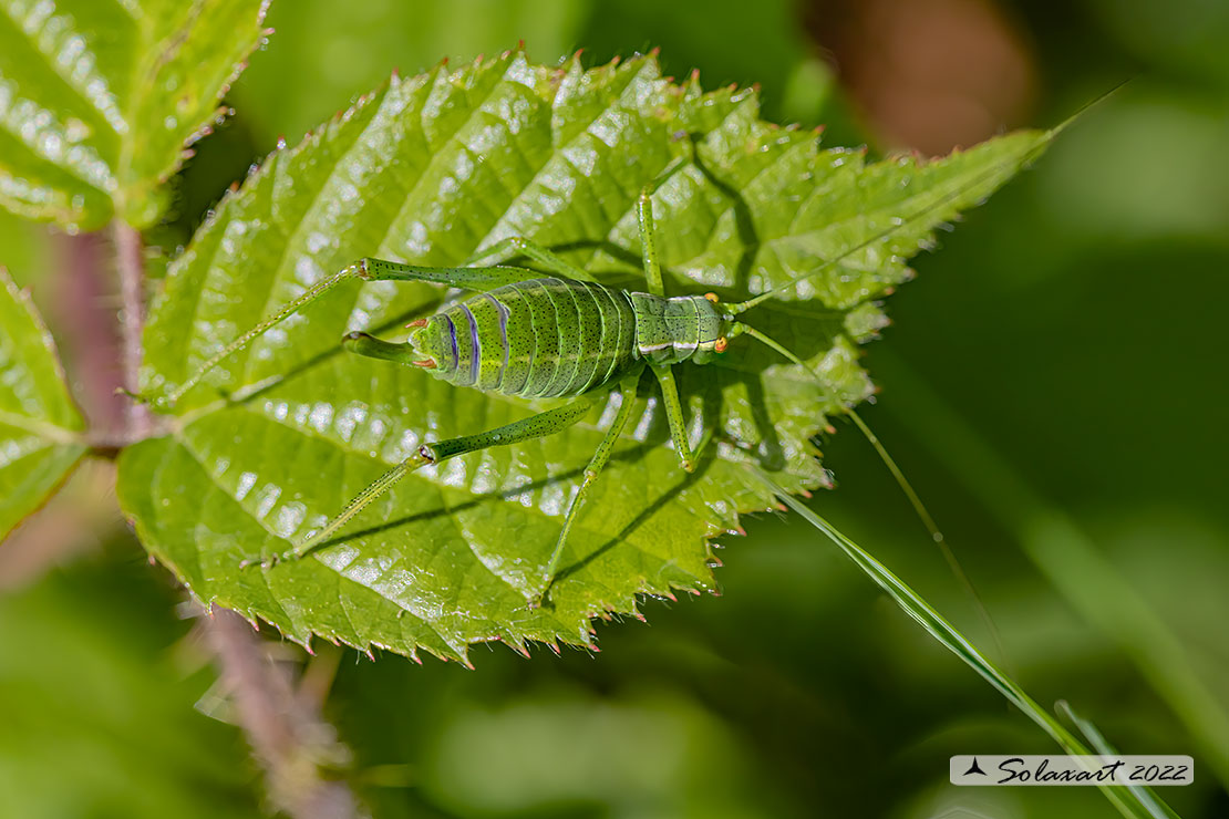 Barbitistes serricauda