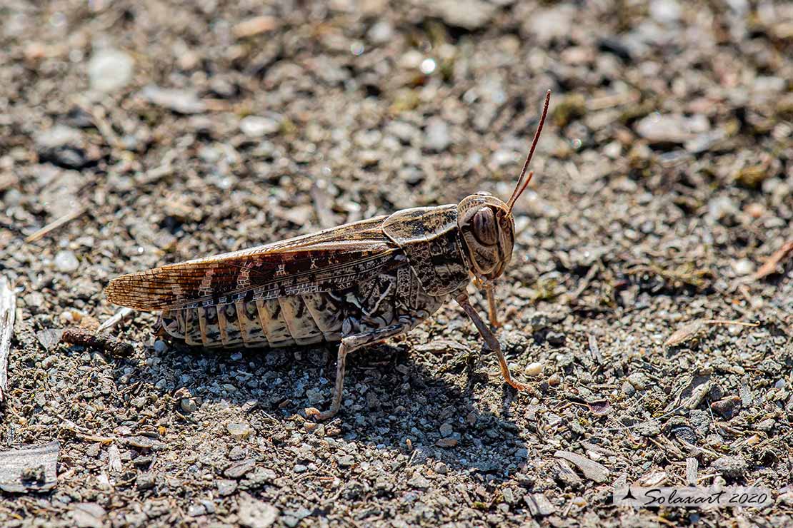 Calliptamus italicus brunneus 