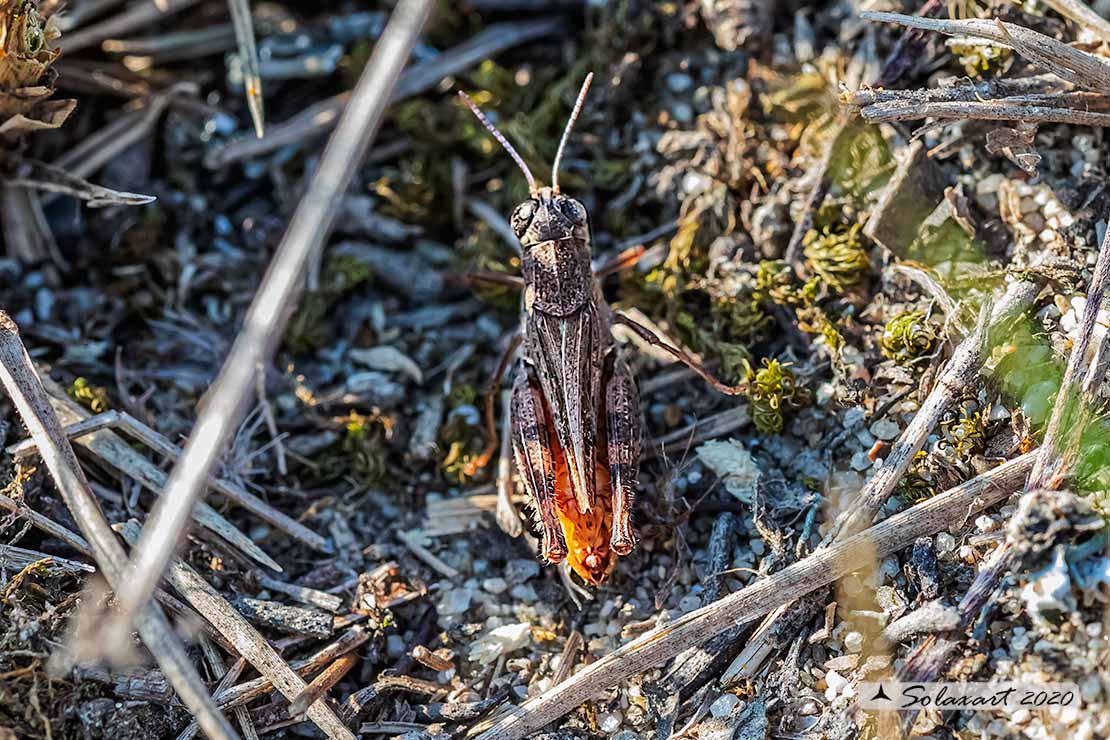 Calliptamus italicus