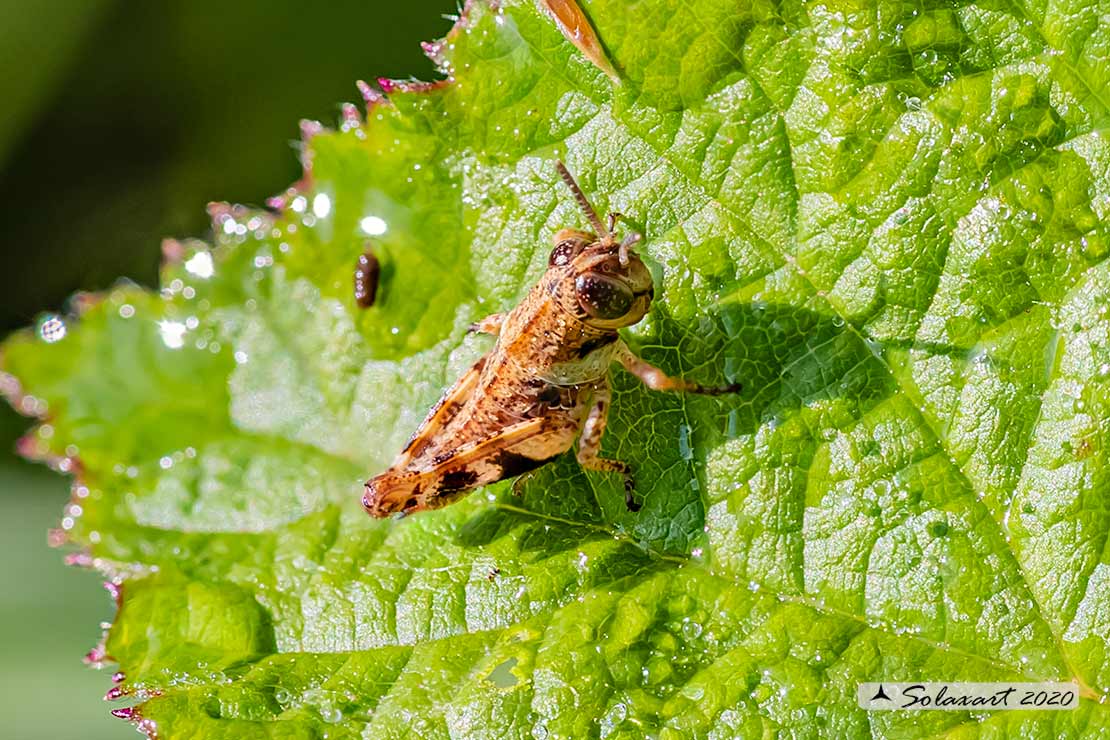 Calliptamus siciliae brunneus 