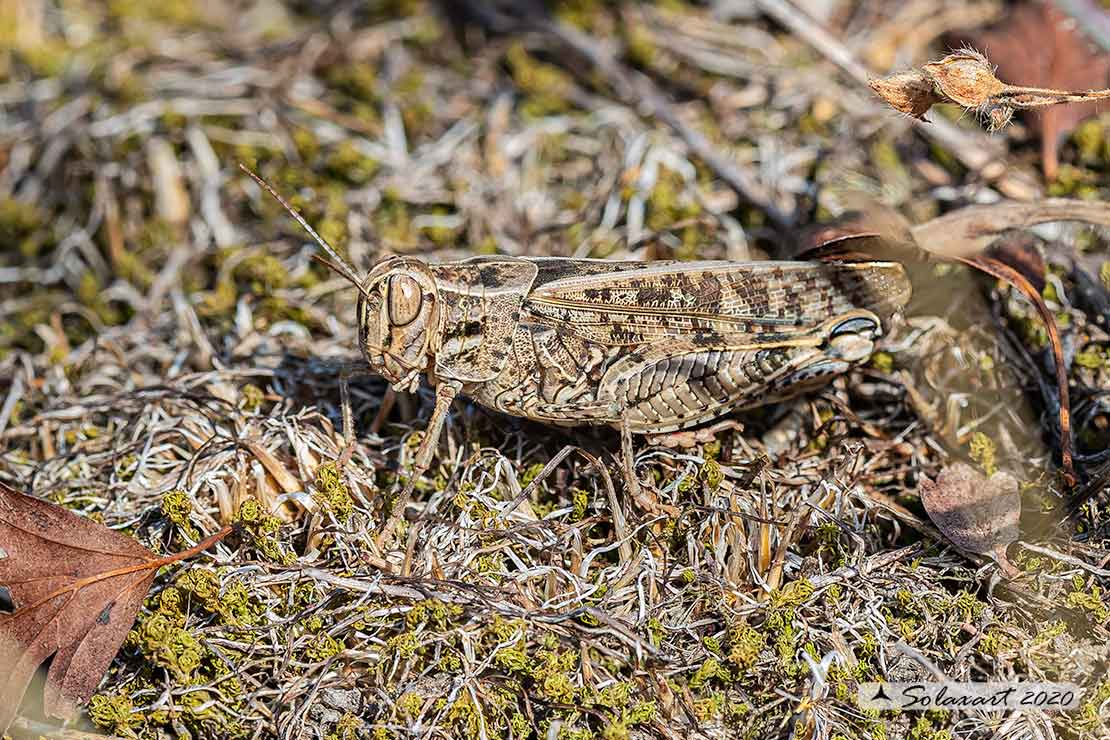 Calliptamus siciliae brunneus 