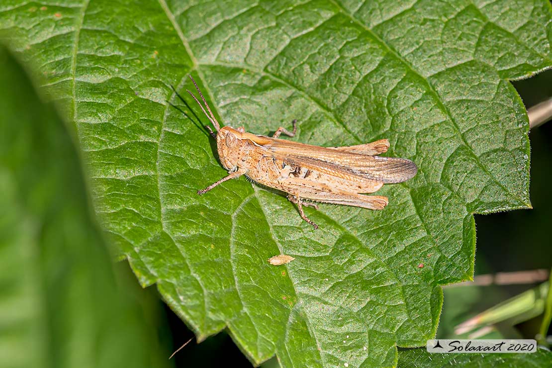 Chorthippus (Glyptobothrus) brunneus