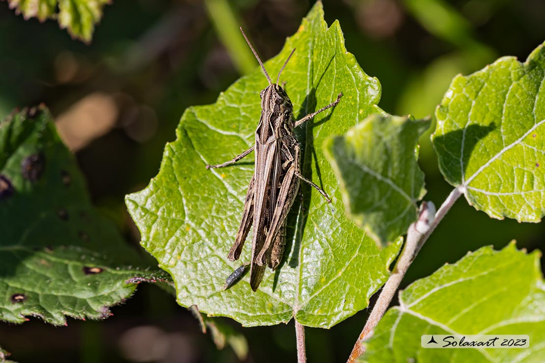 Chorthippus (Glyptobothrus) brunneus