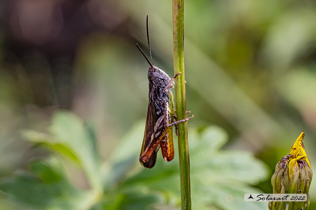 Chorthippus (Glyptobothrus) brunneus