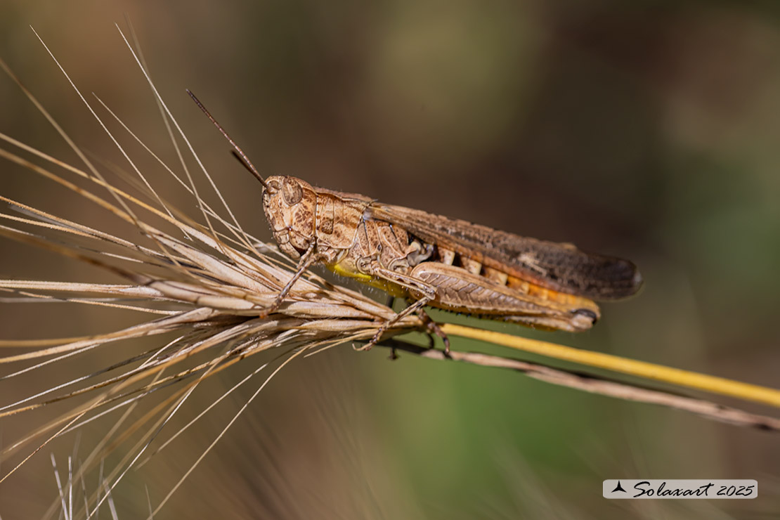 Chorthippus (Glyptobothrus) brunneus