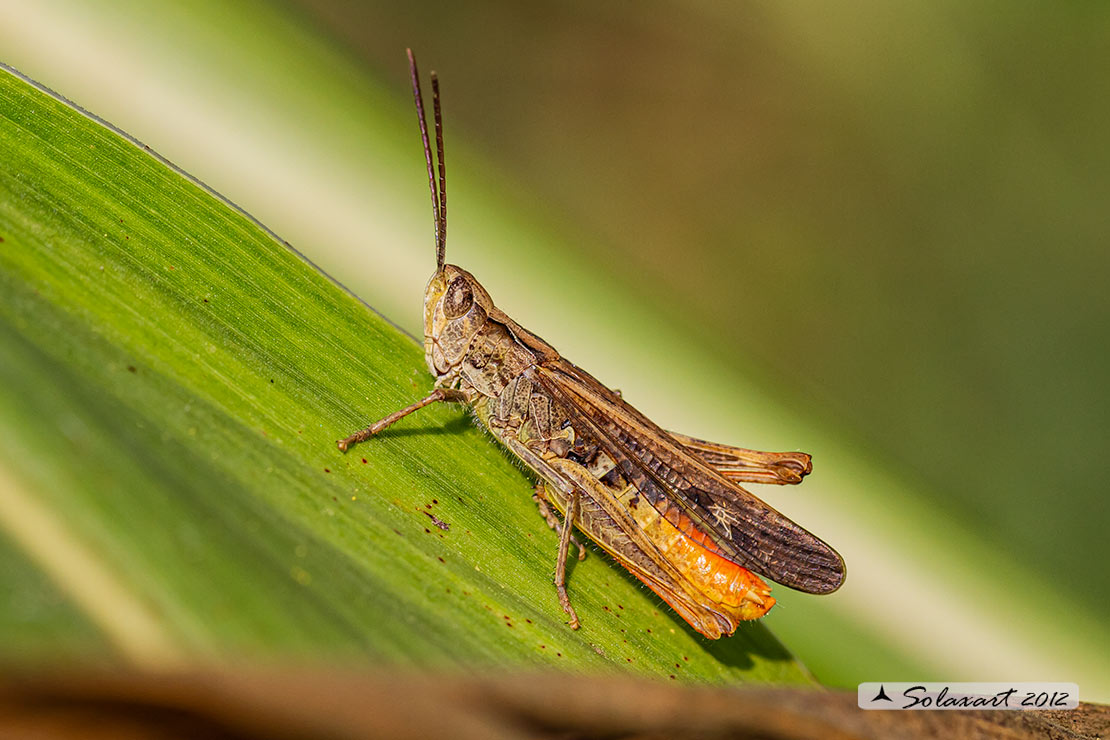 Chorthippus (Glyptobothrus) brunneus 