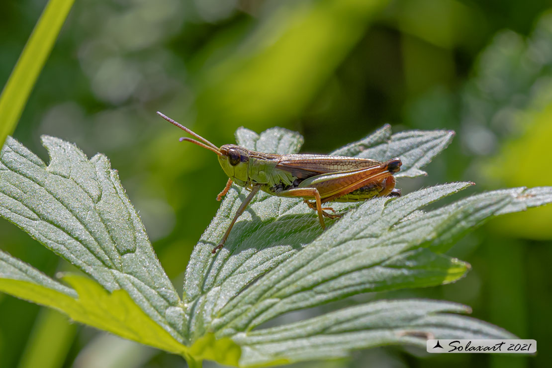 Chorthippus dorsatus