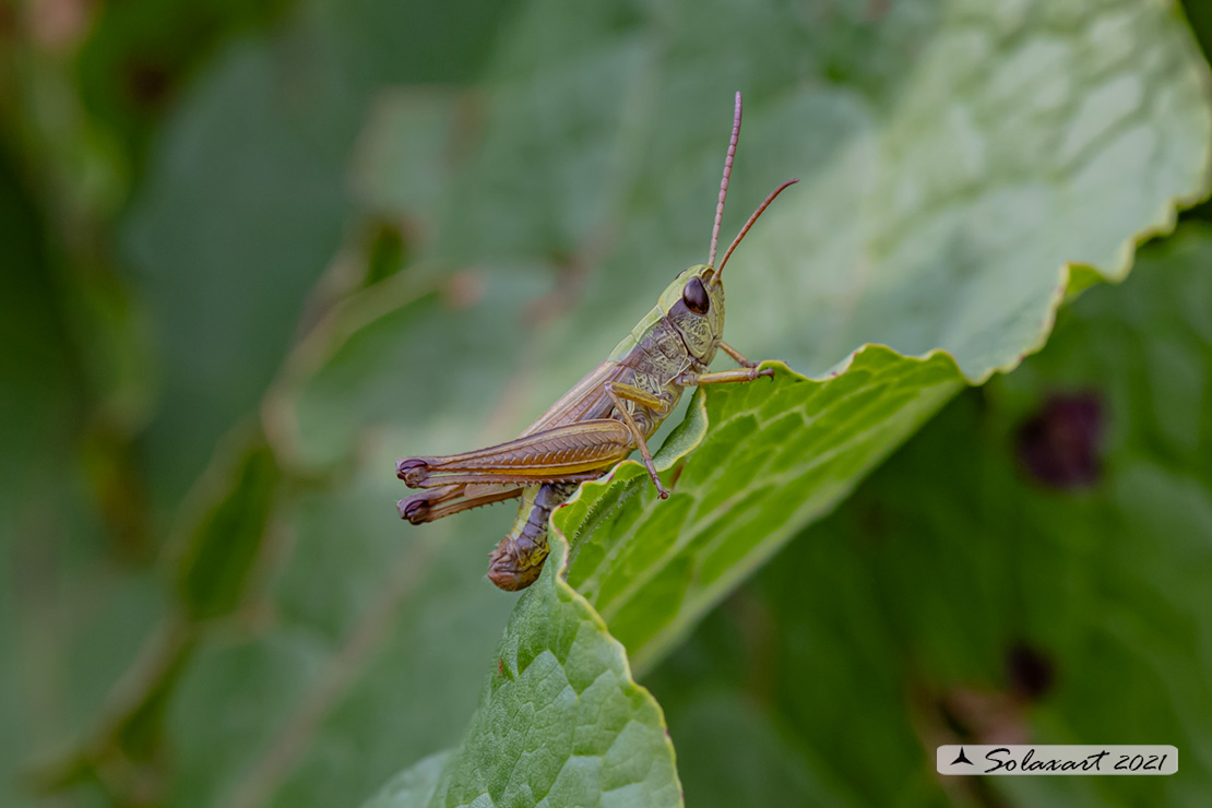Chorthippus dorsatus