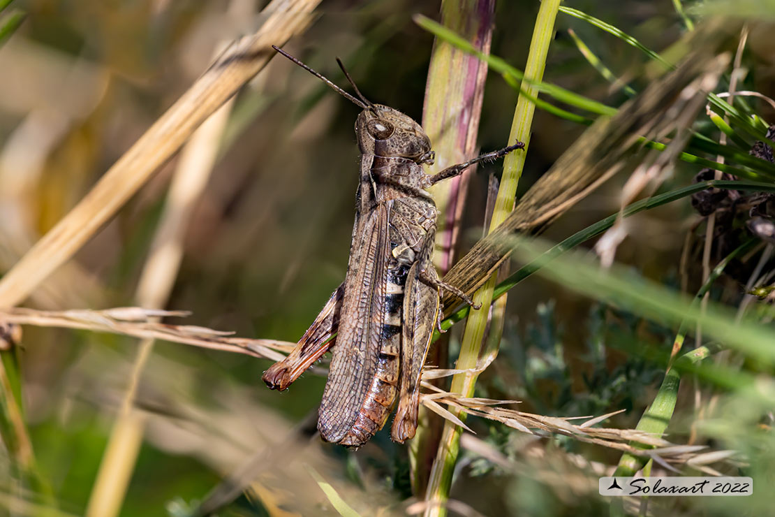 Chorthippus (Glyptobothrus) mollis