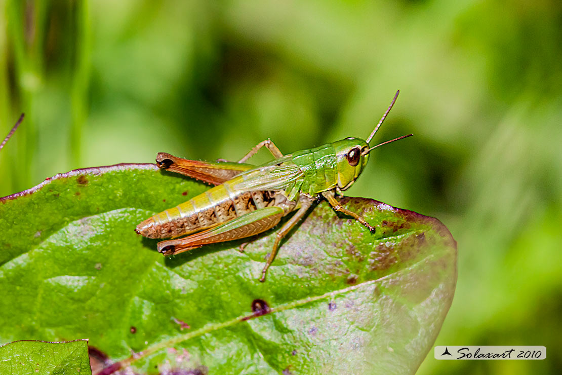 Chorthippus parallelus