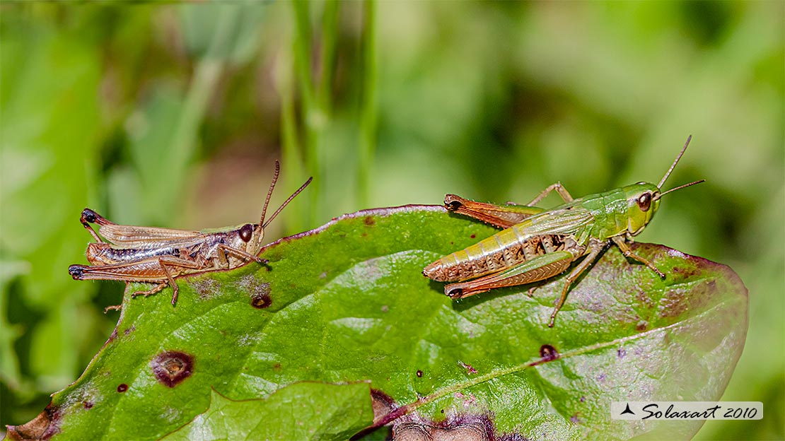 Chorthippus parallelus