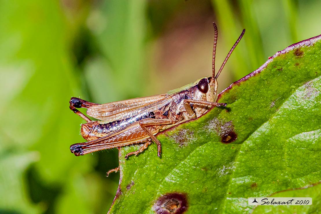 Chorthippus parallelus