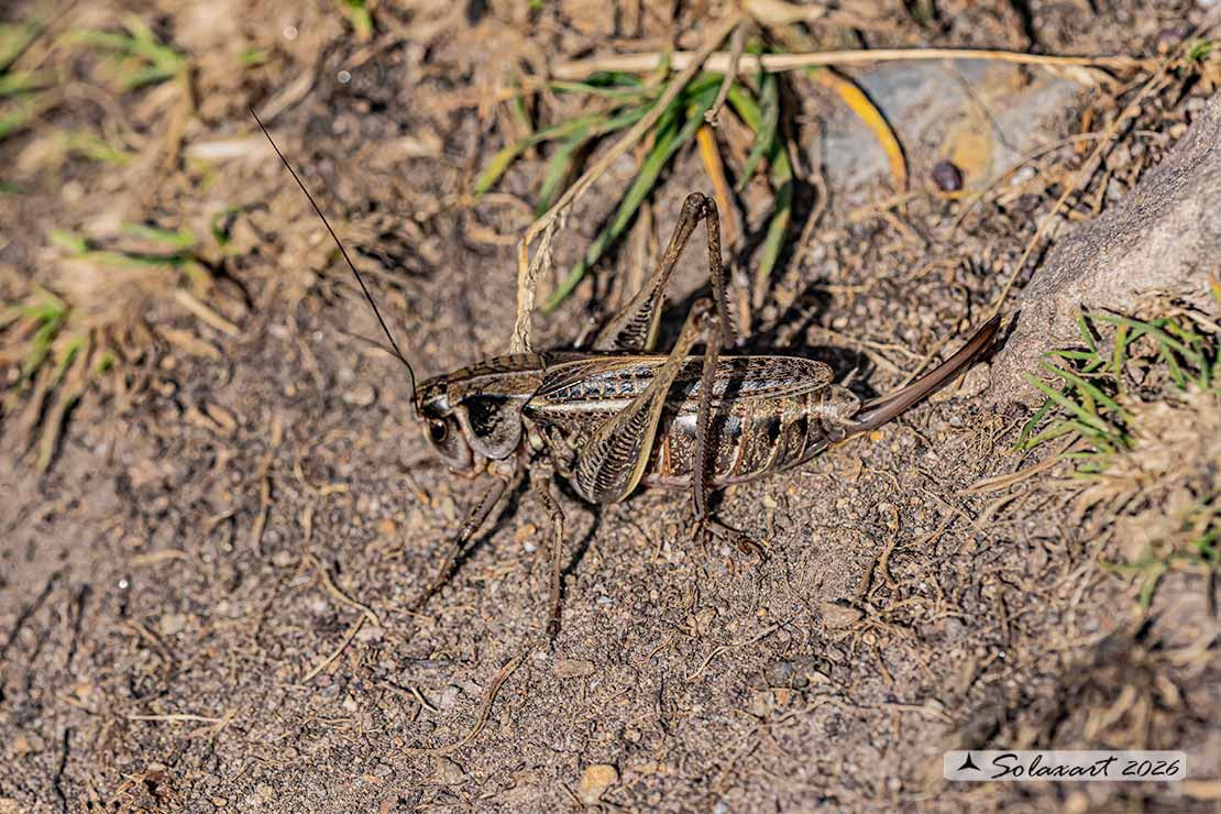 Decticus albifrons - femmina