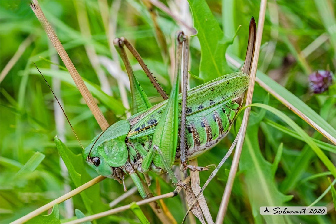 Decticus verrucivorus - femmina