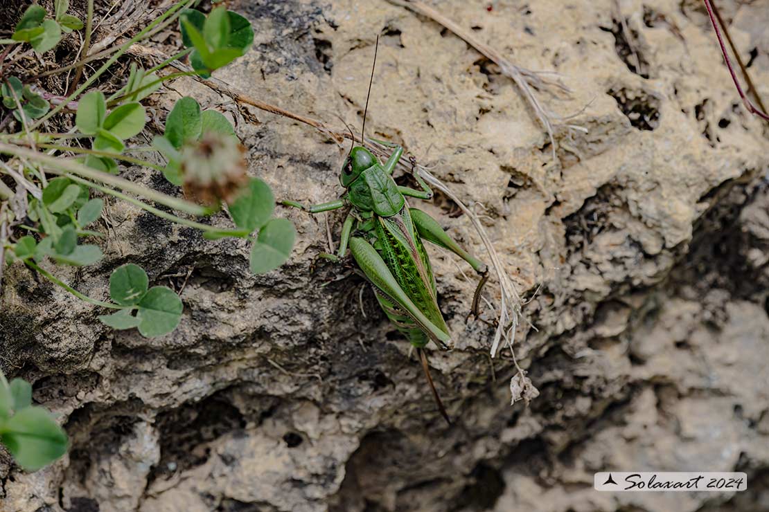 Decticus verrucivorus - femmina