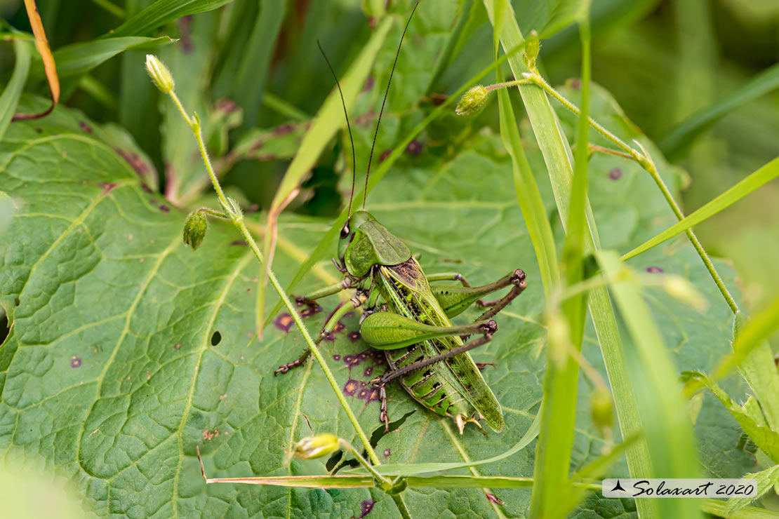 Decticus verrucivorus - maschio