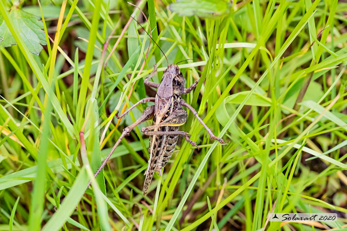 Decticus verrucivorus - maschio