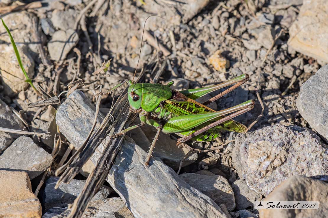 Decticus verrucivorus - maschio