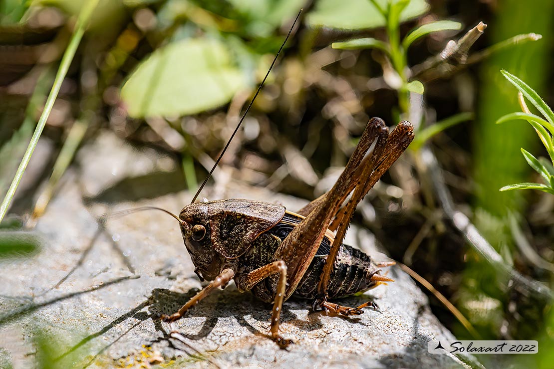 Decticus verrucivorus - maschio