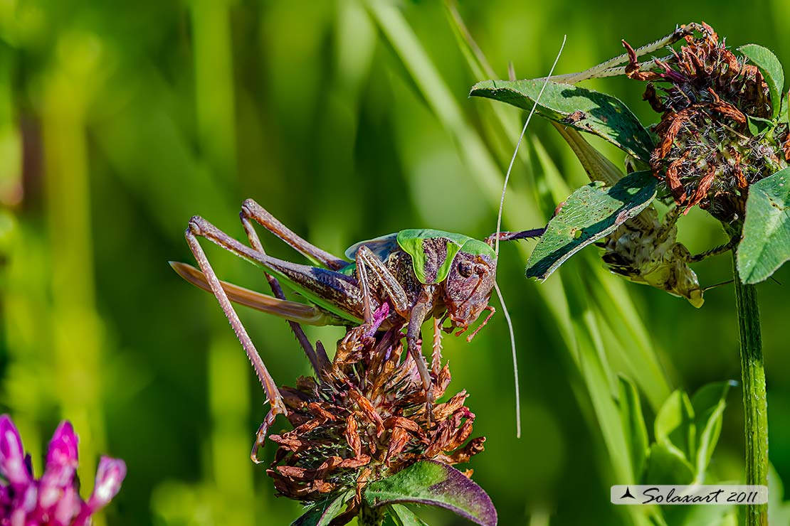 Decticus verrucivorus - ninfa femmina