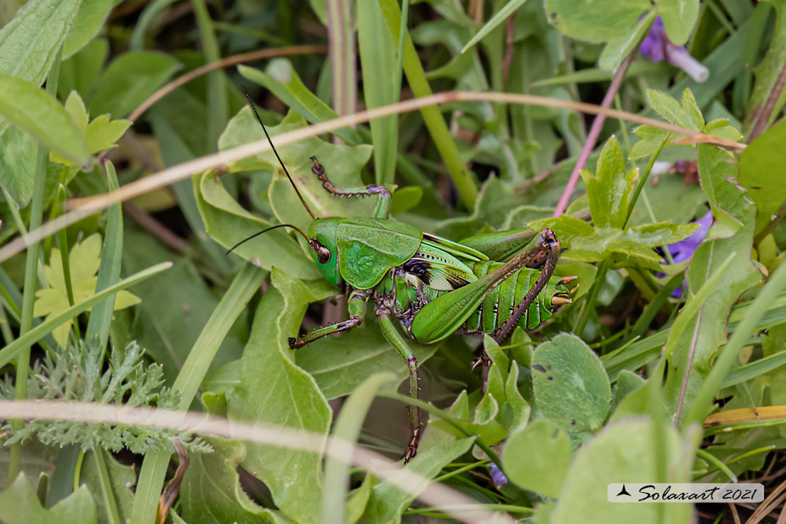 Decticus verrucivorus - maschio