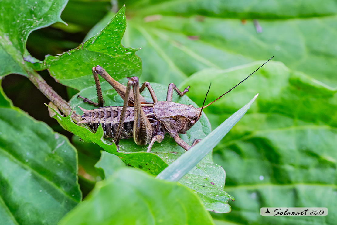 Decticus verrucivorus - imago maschio