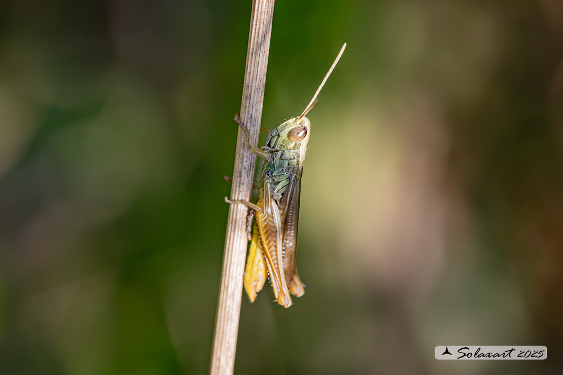 Euchorthippus declivus
