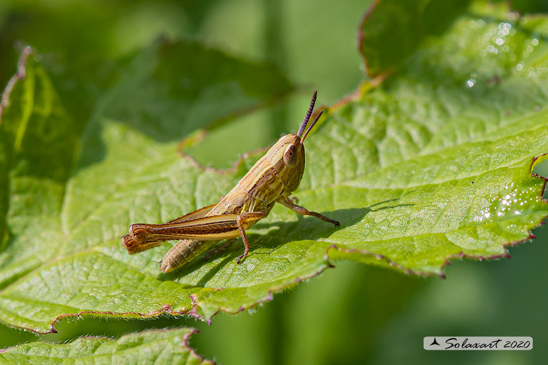 Euchorthippus declivus