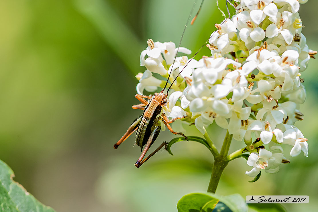 Eupholidoptera_chabrieri