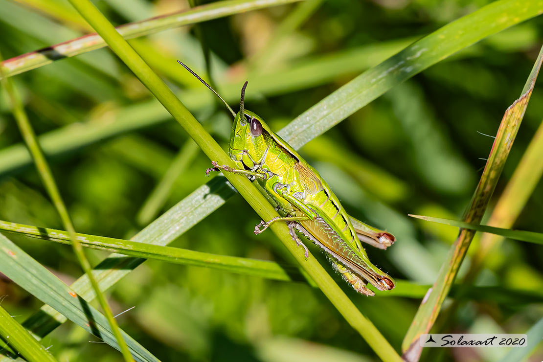 Euthystira brachyptera