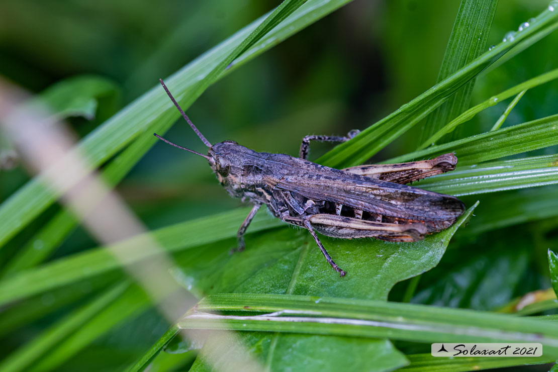 Chorthippus (Glyptobothrus) biguttulus