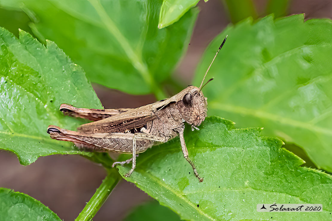 Rufous grasshopper