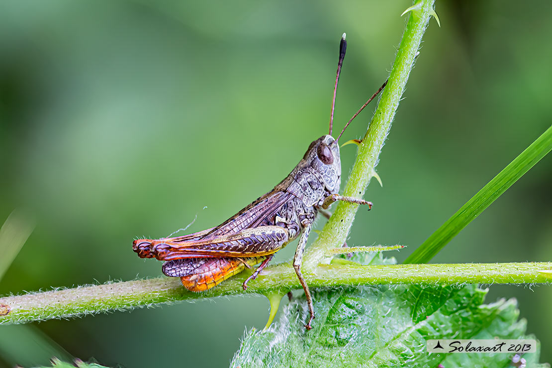 Rufous grasshopper